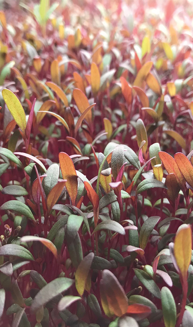 Microgreens