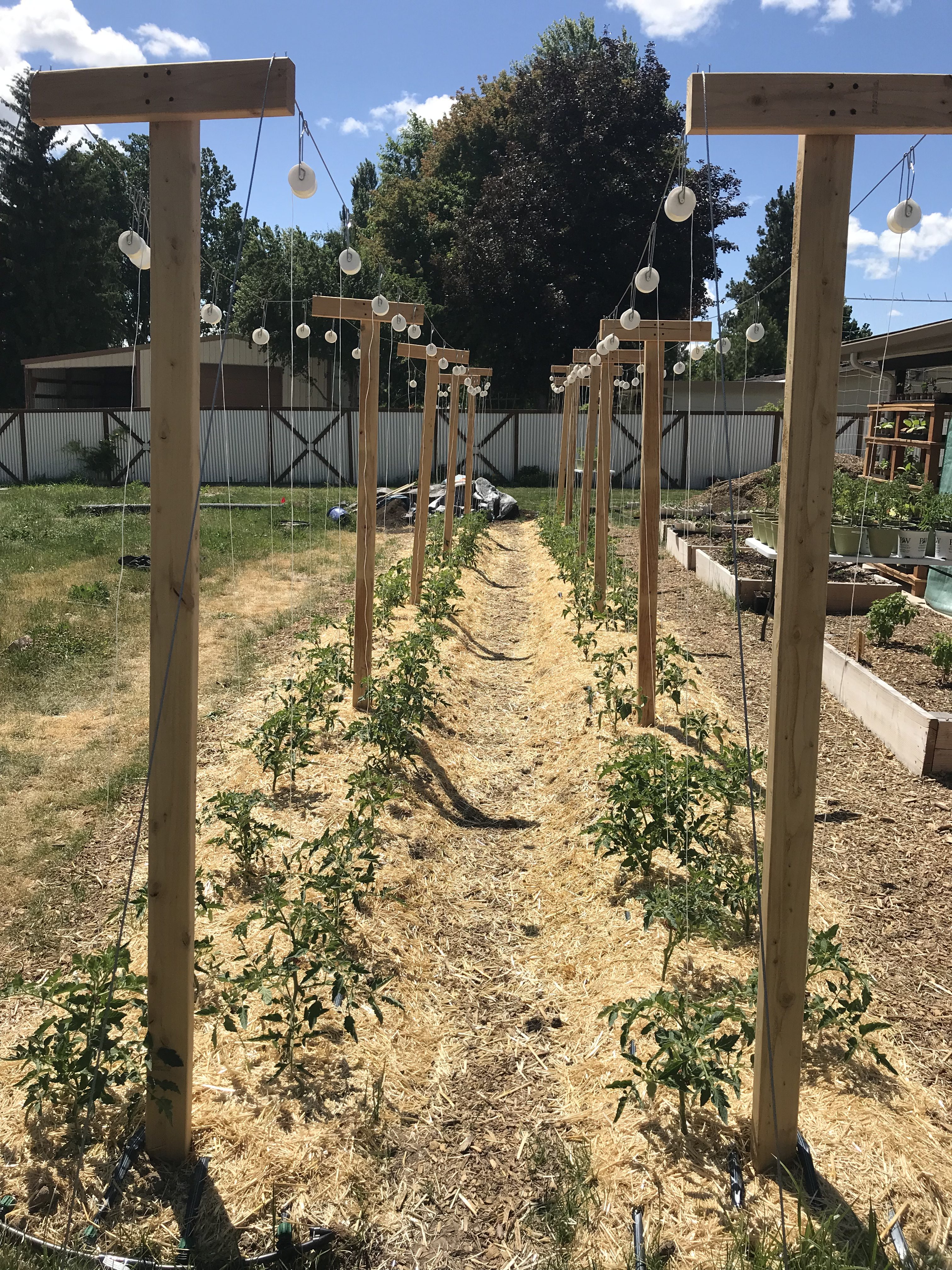 Urban Farming